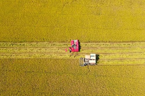 Ngành trồng trọt 'bứt tốc' về đích