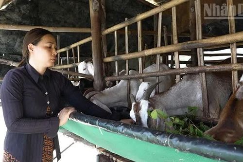 Điểm tựa vững chắc cho phụ nữ nông thôn Vĩnh Long vươn lên làm chủ kinh tế