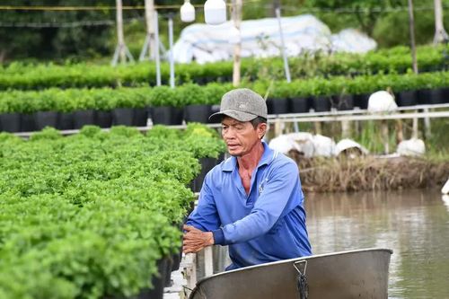 Nông dân làng hoa Sa Đéc: Đa dạng hóa sản phẩm vụ hoa tết, đáp ứng thị hiếu tiêu dùng