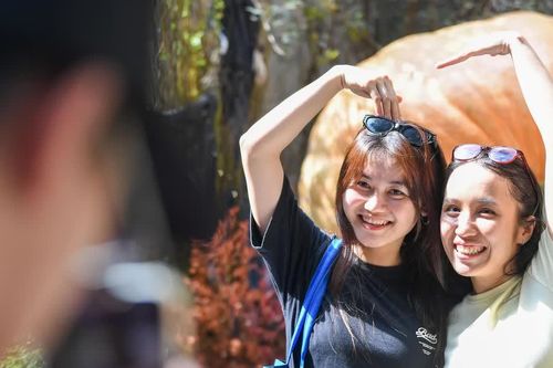 Người trẻ đổ đến check-in quả bí ngô nặng 265 kg