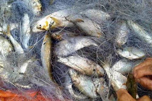 Loại cá giàu dưỡng chất trẻ ăn phát triển xương, người già nhận nhiều lợi ích