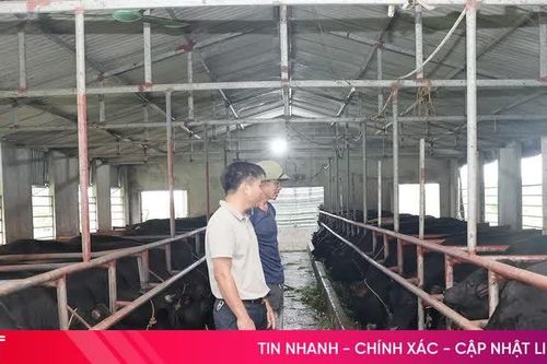 Nông dân Tùng Lộc biến đất hoang thành trang trại bò 3B