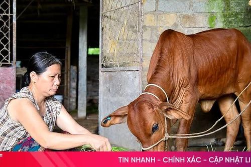 Người dân phường Bắc Hồng Lĩnh mở hướng thoát nghèo từ mô hình sinh kế