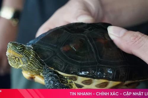 Đi câu cá trên sông Rào Cái, phát hiện cá thể rùa cổ sọc quý hiếm