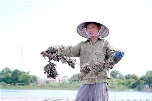 Tiềm năng kinh tế từ nghề nuôi hàu đại dương trên sông Gianh