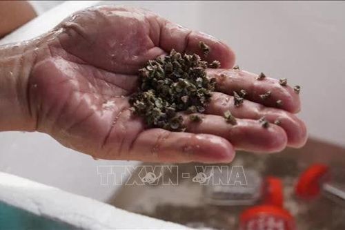 Nhân giống thành công và tái thả 30.000 con ốc Đụn Cái tại Côn Đảo