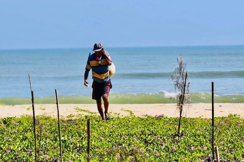 Xót xa hàng ngàn cây phi lao chết khô dọc bờ biển Quảng Ngãi