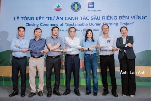 Canh tác sầu riêng bền vững, đáp ứng nhu cầu thị trường xuất khẩu