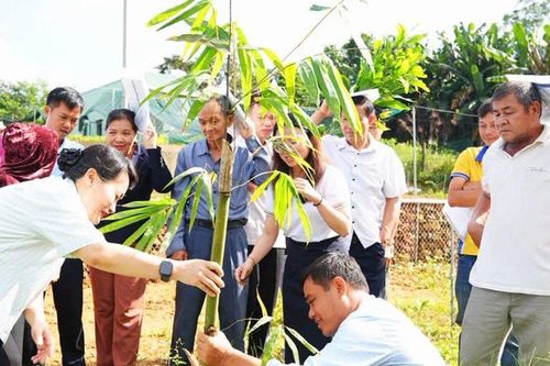 Trường Đại học Đông Á chuyển giao giống tre ngọt, lục trúc cho nông dân xã Tam Mỹ
