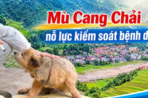 Mù Cang Chải chủ động kiểm soát bệnh dại