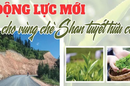Động lực mới cho vùng chè Shan tuyết hữu cơ
