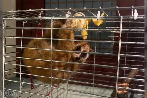 Nhận diện cu li để tránh vi phạm pháp luật