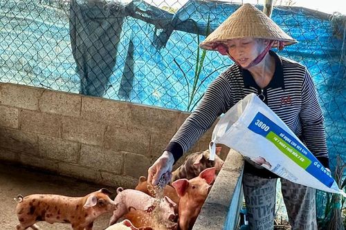 Vượt áp lực trong chăn nuôi, kỳ vọng thị trường cuối năm