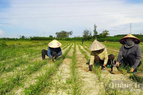 Háo hức vào vụ kiệu Tết