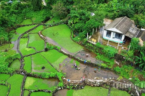 'Đặc sản' của miền đất bazan
