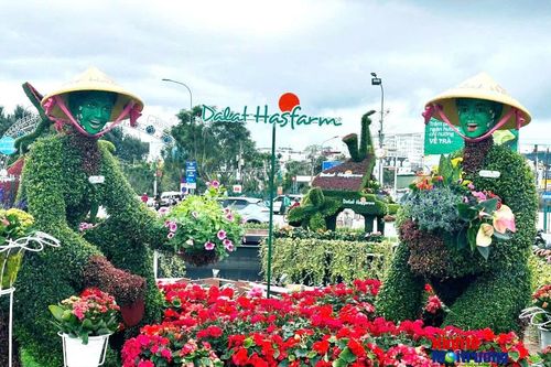 Phường Xuân Hương - Đà Lạt chuẩn bị Festival Hoa 2026: Sức sống từ những tuyến phố hoa cộng đồng