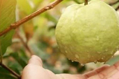 Loại quả tốt trên thế giới, Việt Nam trồng bạt ngàn thành đặc sản nổi tiếng từ 10.000 đ/kg, tốt cho sức khỏe