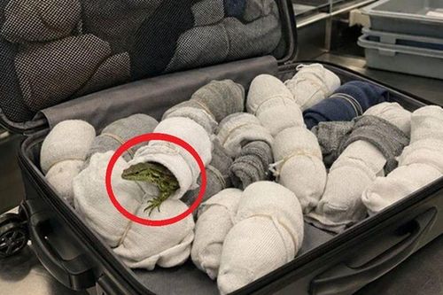 Thấy 22 đôi tất bất thường trong hành lý, nhân viên sân bay mở ra kiểm tra rồi sững sờ với cảnh tượng bên trong