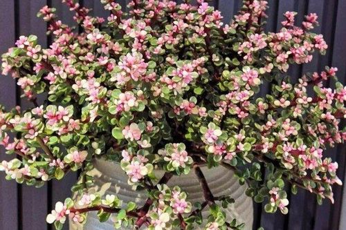 6 loại cây 'nghe tên đã thấy tiền', nhiều người muốn trồng trong nhà để hút tài lộc