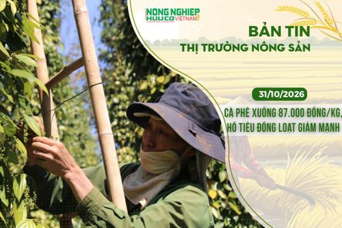 Thị trường nông sản 31/10/2026: Cà phê xuống 87.000 đồng/kg, hồ tiêu đồng loạt giảm mạnh