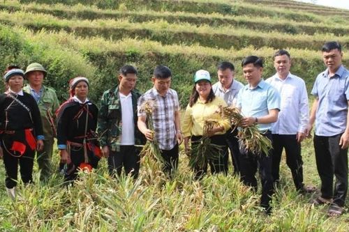 Tuyên Quang: Xã Đường Hồng đánh giá kết quả sản xuất nông, lâm nghiệp năm 2026