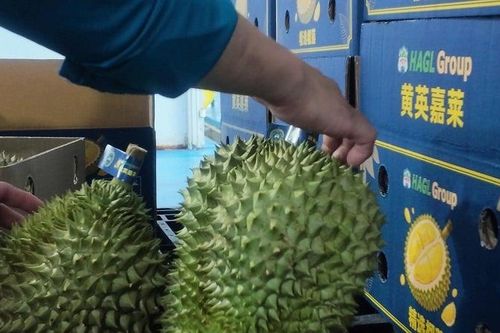 Hoàng Anh Gia Lai báo lãi tăng gấp đôi, doanh thu trái cây vượt 4.150 tỷ đồng sau 9 tháng