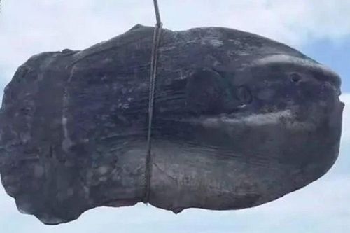 Người dân bắt được con cá khổng lồ nặng 150kg đen như cục đá