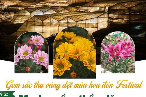 Gom sắc thu vàng dệt mùa hoa đón Festival