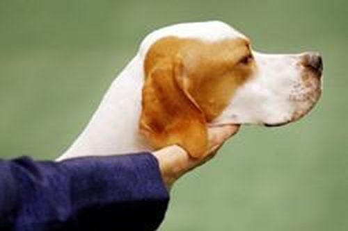 Những chú chó đẹp nhất thế giới