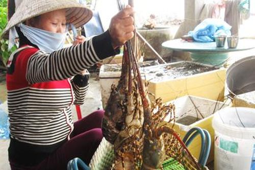 Phú Yên: Tôm hùm bị chết do thiếu oxy