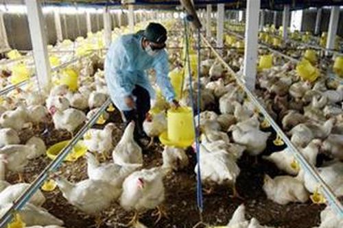 Tăng tỷ trọng chăn nuôi trong nông nghiệp lên hơn 30%