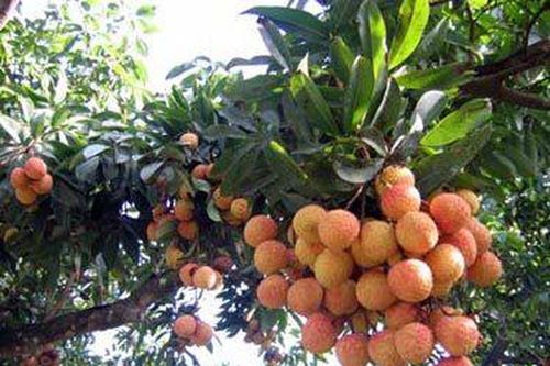 Hải Phòng: Phát hiện xác thiếu nữ trong vườn vải
