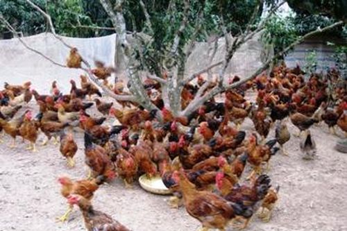 Thoát nghèo, làm giầu từ nuôi gà đồi