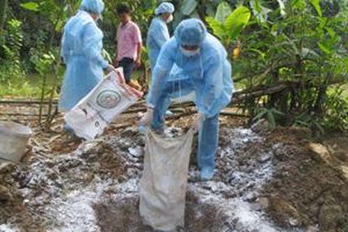 Hòa Bình: Công bố dịch cúm gia cầm tại xã Nhuận Trạch, Lương Sơn