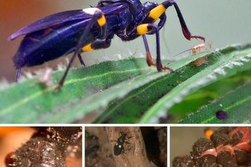 Những côn trùng là 'sát nhân' đáng sợ