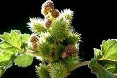Ké đầu ngựa chữa bướu cổ