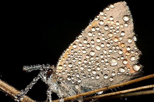 Hình ảnh lạ lẫm với côn trùng, macro và sương sớm