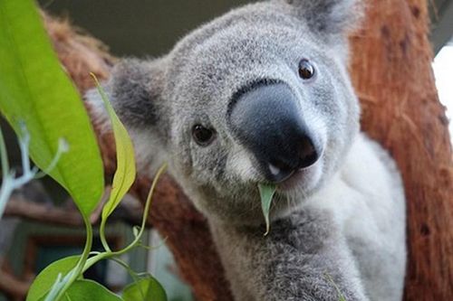 Gấu Koala 'tự sướng' trước ống kính