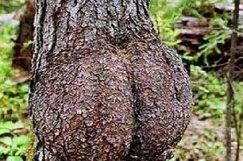 Điểm danh những thân cây quái đản nhất hành tinh (7)