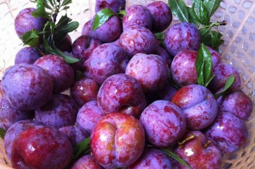12 loại quả mùa hè có thể gây hại cho bà bầu