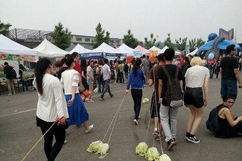 Bắp cải - 'thú cưng' mới gây sốt của cộng đồng quốc tế