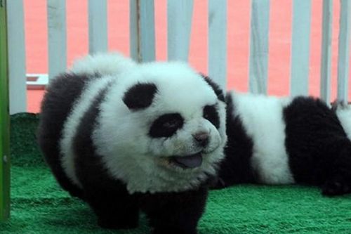 Trung Quốc: Dùng chó nhái gấu trúc kiếm tiền