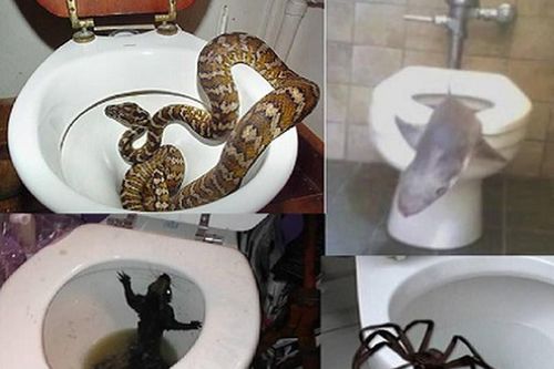 Điểm các loài kinh dị nhất xuất hiện trong toilet