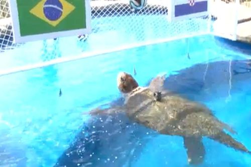 Các nhà tiên tri động vật dự đoán kết quả World Cup 2014