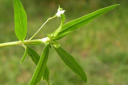 Giải độc gan bằng cây bạch hoa xà thiệt thảo