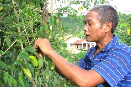 Lùng sục khắp núi rừng mua hạt khổ sâm