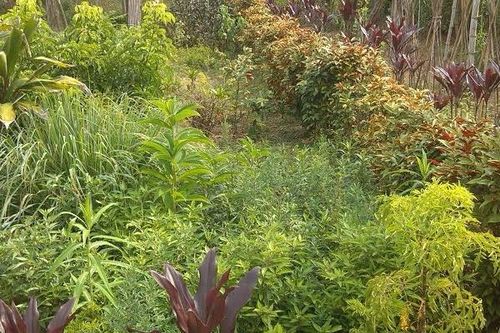 Bài thuốc chữa sỏi thận đơn giản, rẻ tiền của bà lang vùng cao