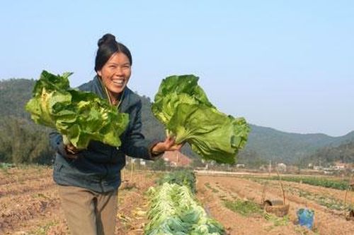 Lạng Sơn phát triển vùng rau an toàn theo tiêu chuẩn VietGAP