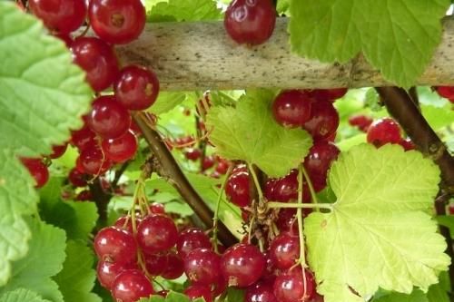Nhà giàu Việt 'săn lùng' nho xanh Pháp giá 2 triệu đồng/kg