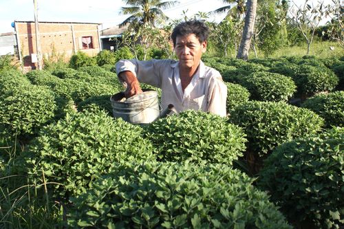 Hoa Tết miền Tây được mùa lại lo mất giá